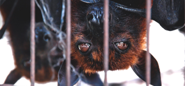 Close up of bats in a cage