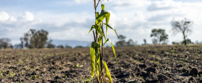 A corn crop on dry land